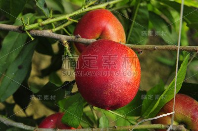 成熟的桃子挂在树上