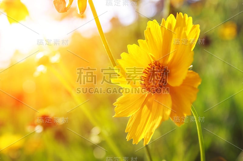 太阳黄玉菊