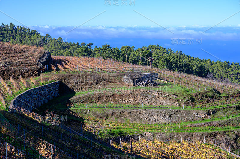 冬季景观与梯田葡萄园的视野，位于云的山坡附近的村庄Puntagorda，北部葡萄酒产区拉帕尔马岛，加