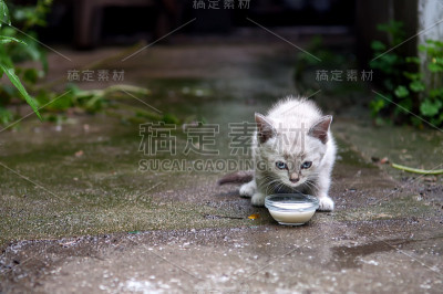 小猫喝牛奶