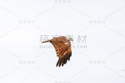 红鹰在泰国的天空中飞翔