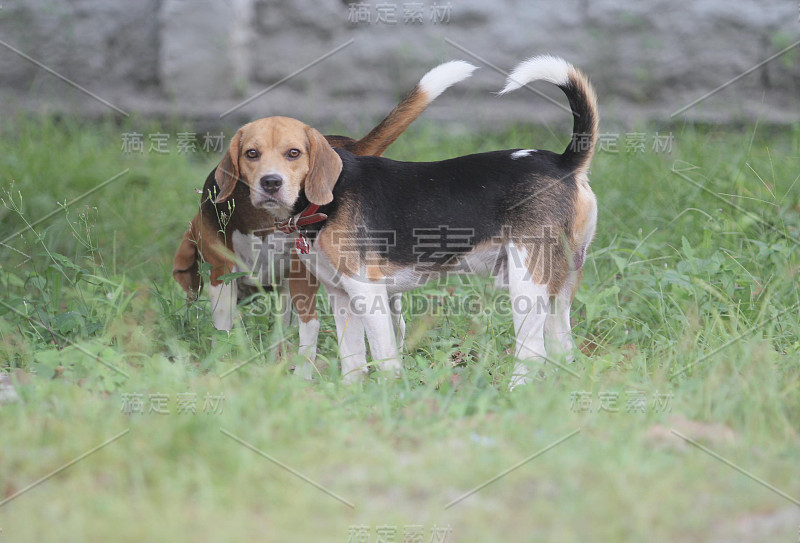 狗小猎犬