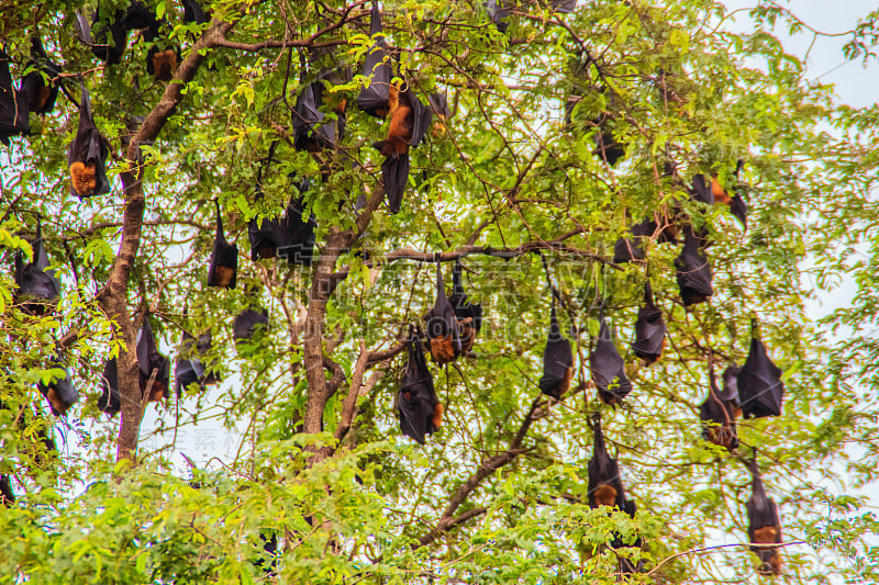 在泰国曼谷的Wat Po，泰国差春骚，用泰语说的Lyle's flying fox, Pteropu