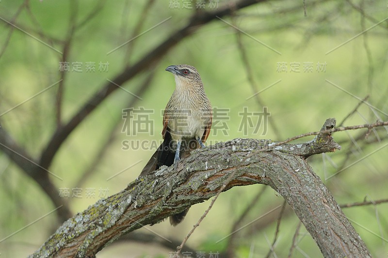 的white-browed coucal