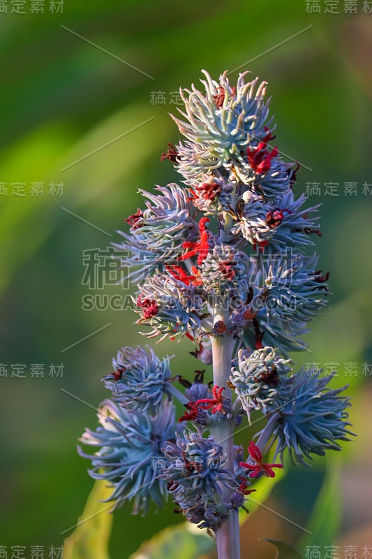 蓖麻(Ricinus communis)，蓖麻或蓖麻油植物，是大戟科大戟科多年生开花植物。它是蓖麻属