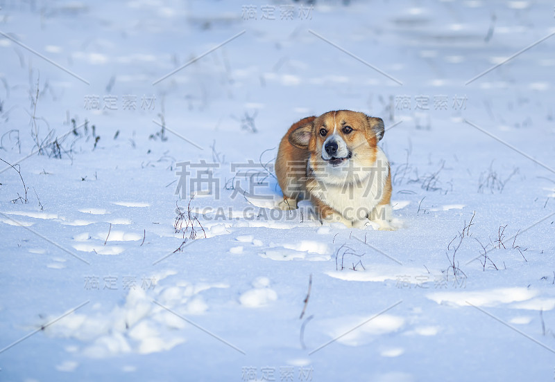 红色柯基狗狗在冬天的阳光公园散步，在雪堆上奔跑