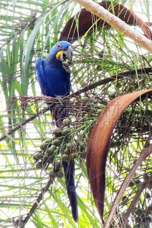 Blue Arara