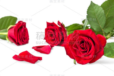 红玫瑰，白色的花瓣。贺卡。