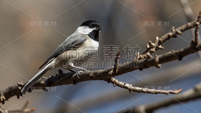 维吉尼亚山雀在树枝上