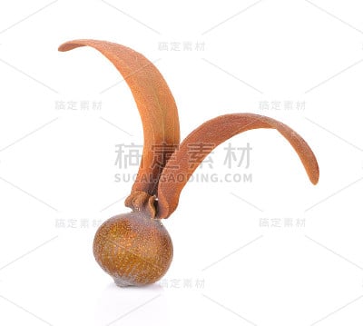 白底龙脑花