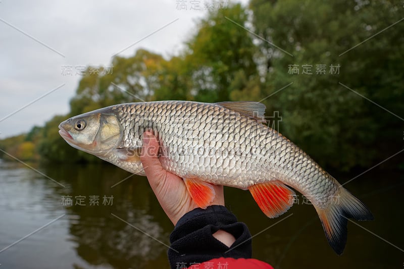 Chub对着河流景观