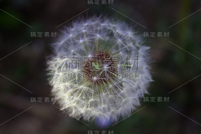 蒲公英