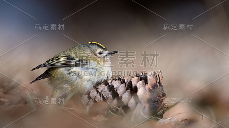 金冠在松球上的壮观画像(Regulus Regulus)