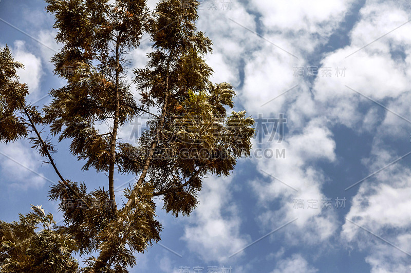 天空、云彩和树木构成了一道美丽的风景。