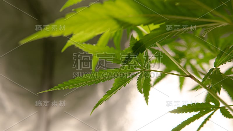 大麻在人造光下在帐篷中生长