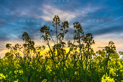 油菜田里的夕阳