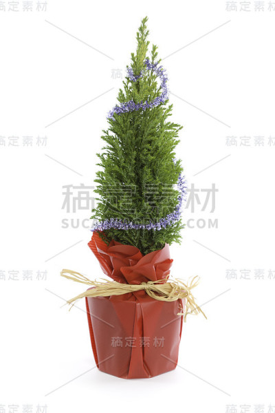 圣诞树