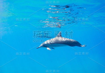 海豚