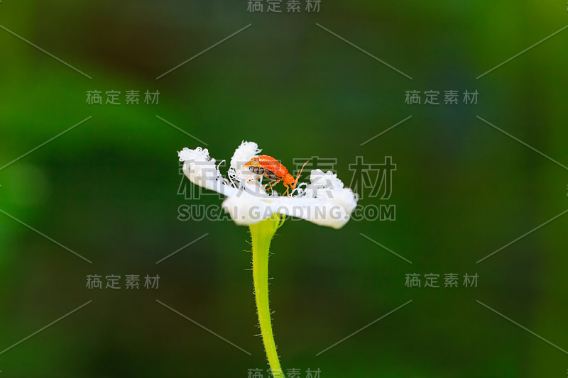 白色的花上橙色的小虫子