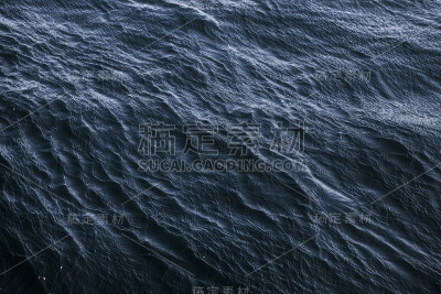 野生海