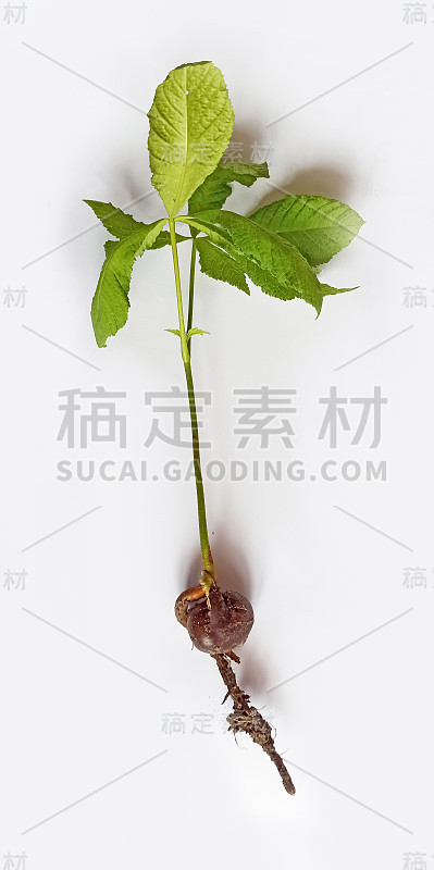 一种板栗树苗，根在白色背景上