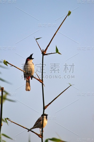 一只鹎和一只麻雀
