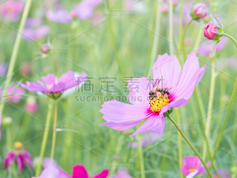 粉红色的宇宙花和蜜蜂与模糊的背景