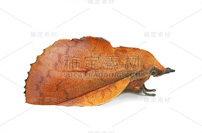 仿死叶的垂叶蛾(栎叶天麻属)