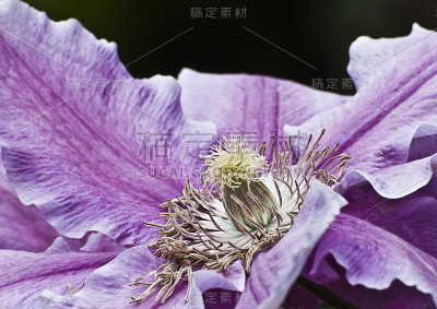 铁线莲