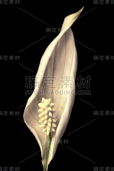 虎皮白花特写