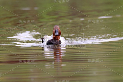 几只鸭子