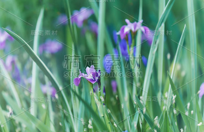 大自然以春花为背景。选择性和软焦点。