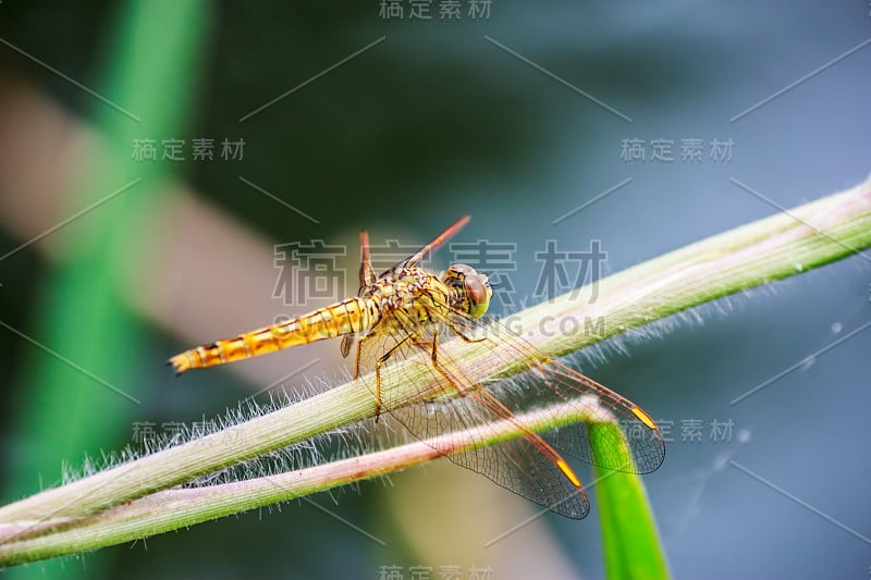 《蜻蜓》的背景