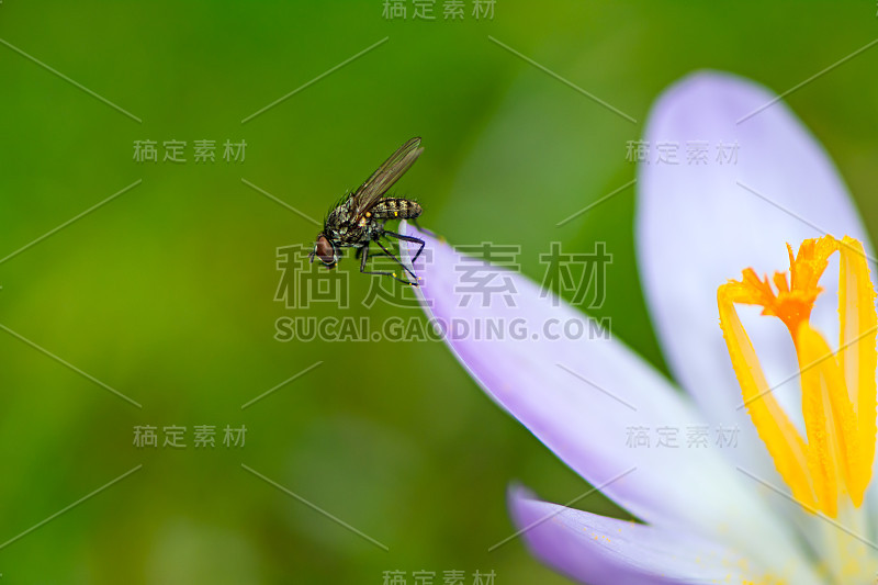 飞向一朵紫色的藏红花