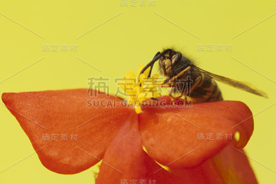 黄蜂