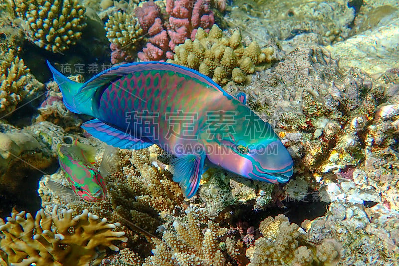 鹦鹉鱼(Scarus frenatus)，靠近红海