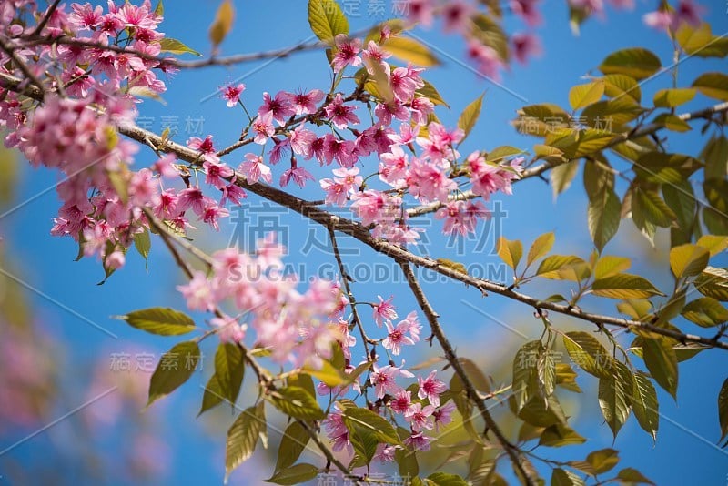 粉红色的樱花