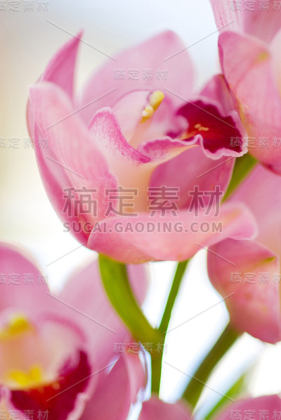 兰花
