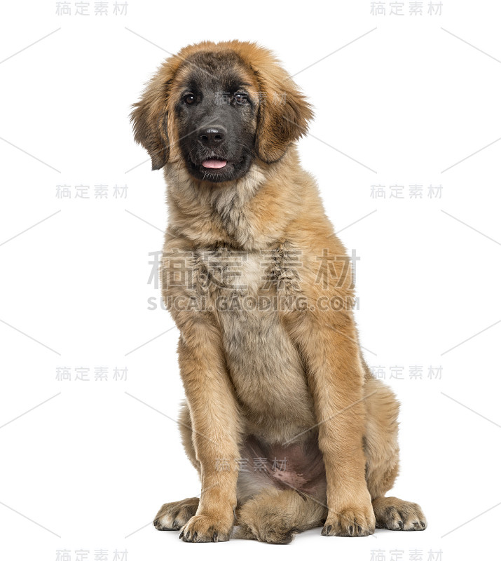 莱昂伯格幼犬，4个月大，孤立在白色