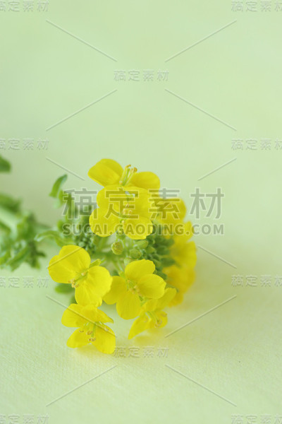 菜花或卷心菜(菜花)