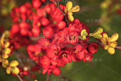盛开的榅桲树