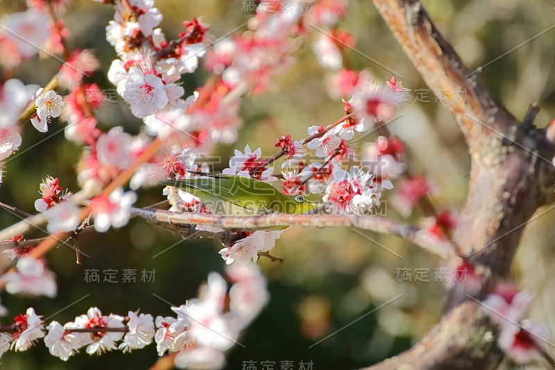 梅花白眼。日本春天的景象