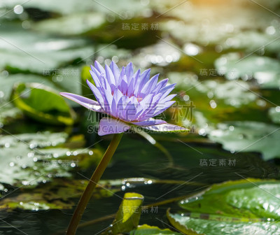 莲花