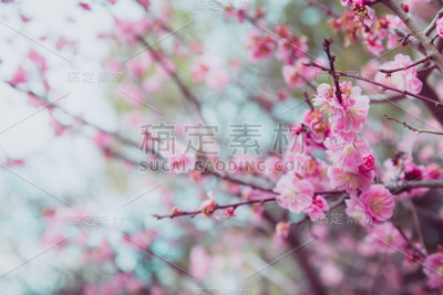 天空映衬着粉红色的樱花。自然背景。的语气