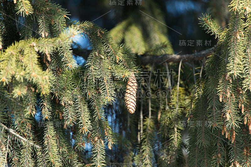 大自然中云杉枝桠上的芽