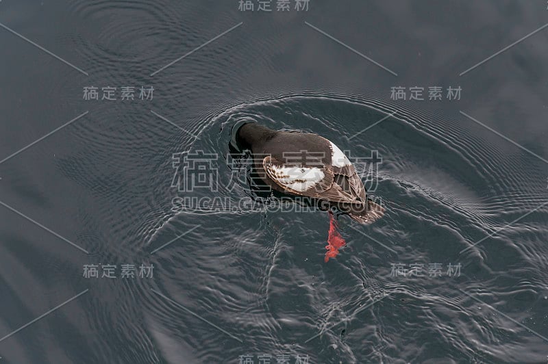 黑色的海鸠或Tystie, Cepphus grylle，是在斯瓦尔巴特群岛发现的一种中等大小的al