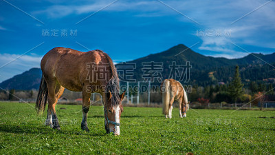 动物的照片