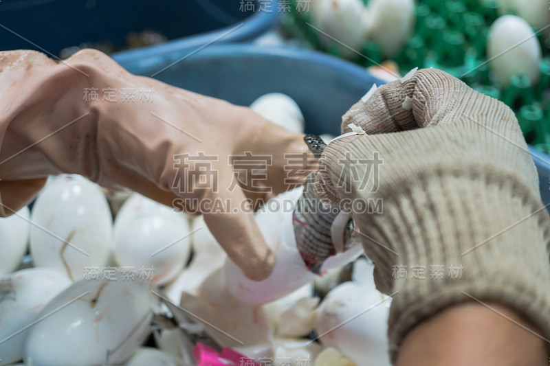 工人帮助婴儿淡水鳄鱼孵化蛋