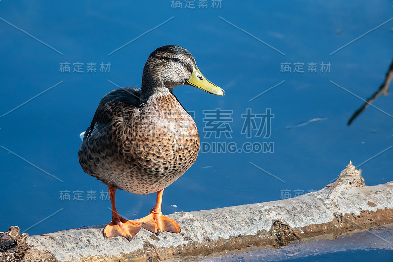 野鸭在风化的老木头上休息