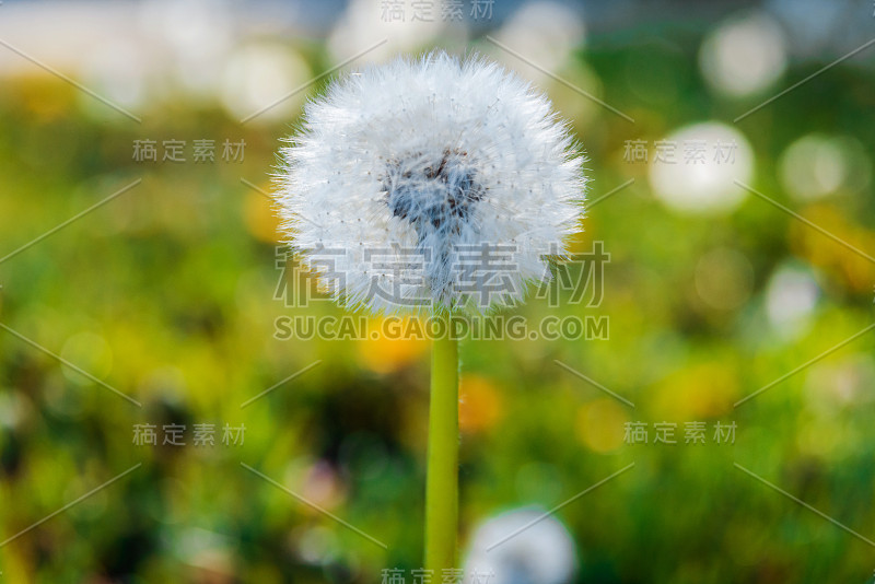 模糊的春花背景。